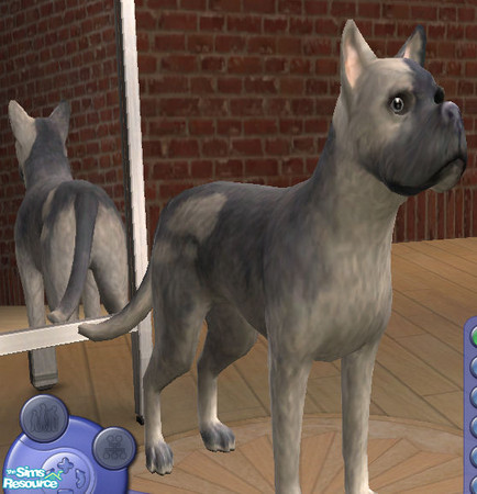 Sims 2 — Jack by lizholsimer — A cute, gray-haired dog.