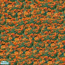 Sims 2 — Natural Garden - Marigold by allison731 — Marigold has a nice color...and can be good decor for every garden.