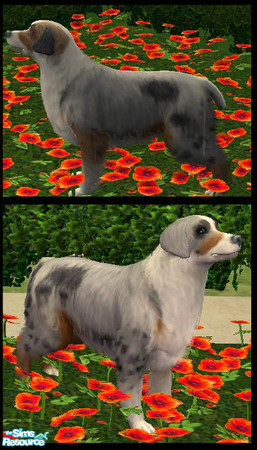 Sims 2 — Australian Shepherd by macanderson — The australian shepherd is a medium sized breed of solid build.