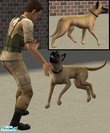 Sims 2 — Belgian Shepherd Malinois by macanderson — The Malinois is recognized by its short brownish yellow coat and its
