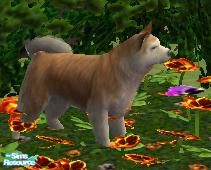 Sims 2 — Icelandic Sheepdog by macanderson — The Icelandic sheepdog is a breed of dog of spitz type originating from the