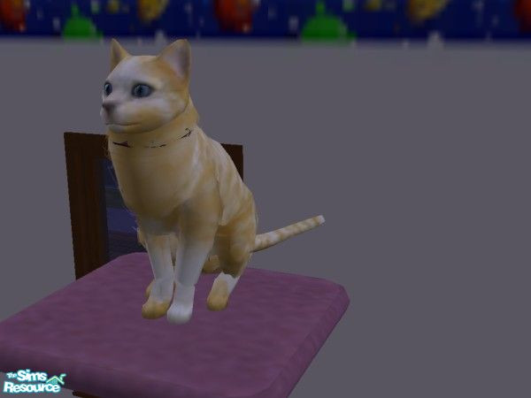 Sims 2 — Tammy by hacc2258 — A cute kitty who loves toys, toddlers, and sims take her home today. Kitty is hyper but this