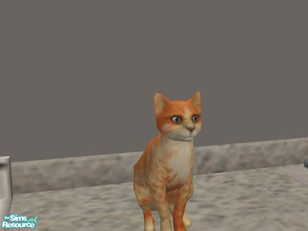 Sims 2 — FIRE by hacc2258 — A sweeet little kitty who will warm your hearts.