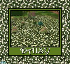 Sims 2 — Floral Rhapsody - Daisy by allison731 — Nice daisies fit well into any garden. Enjoy.
