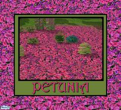 Sims 2 — Floral Rhapsody - Petunia by allison731 — Ground cover with fervent colored petunias. Enjoy.