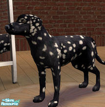 Sims 2 — Black Dalmatian by SilantWanderer — The Black Dalmatian looks very similar to its cousin, with exception to the
