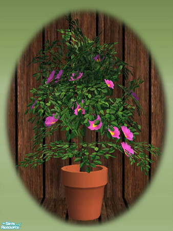 Sims 2 — Garden Shed Flowering Plant - Mesh by Shakeshaft — Part of a new mesh set to create a Garden Potting Shed for