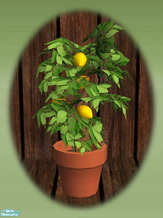 Sims 2 — Garden Shed Lemon Tree - Mesh by Shakeshaft — Part of a new mesh set to create a Garden Potting Shed for your