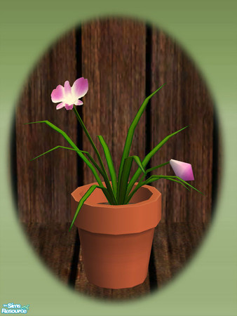 Sims 2 — Garden Shed Orchids - Mesh by Shakeshaft — Part of a new mesh set to create a Garden Potting Shed for your Sims,