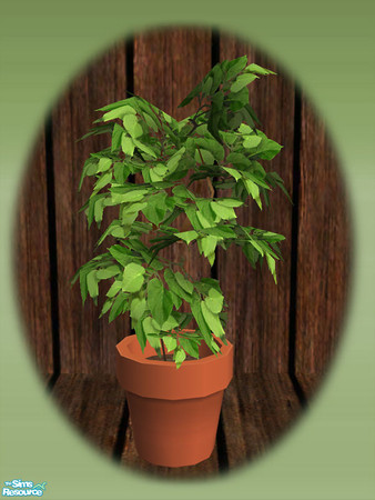 Sims 2 — Garden Shed Pot Plant 02 - Mesh by Shakeshaft — Part of a new mesh set to create a Garden Potting Shed for your