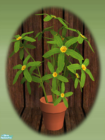 Sims 2 — Garden Shed Pot Plant - Mesh by Shakeshaft — Part of a new mesh set to create a Garden Potting Shed for your