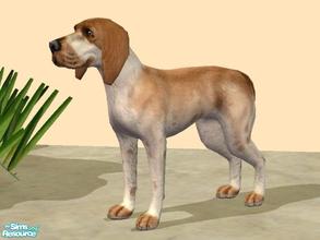 Sims 2 — Bracco Italiano by Wolf91 — This breed comes from Italy. It is good with children and other dogs and requires