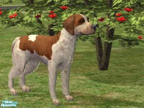 Sims 2 — Brittany Spaniel by Wolf91 — This breed comes from France, is good with children and other dogs, easy to