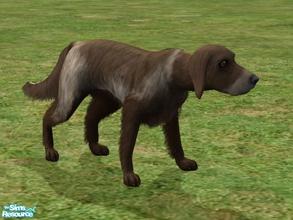Sims 2 — German Long Haired Pointer by Wolf91 — This breed comes from Germany, it is the long haired variety of German