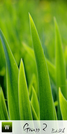 Sims 3 — Grass 2 by PatiKk — Grass Wallpaper