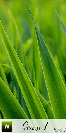 Sims 3 — Grass 1 by PatiKk — Grass Wallpaper
