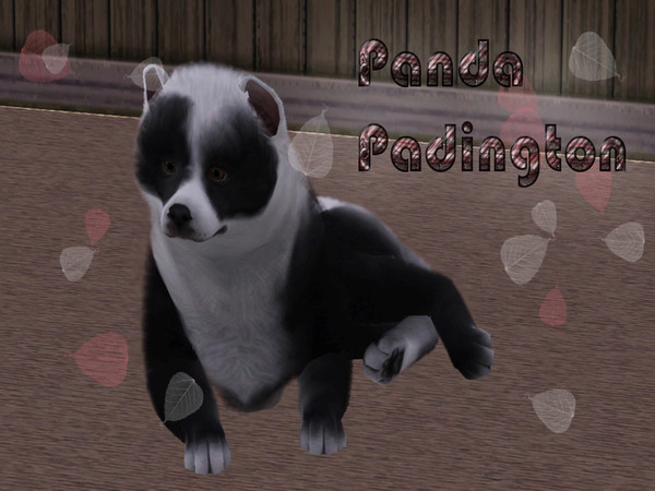 Sims 3 — Panda Padington by blu3 — Panda Padington I Have All Expansion And Stuff Pack