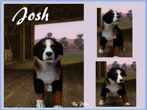 Sims 3 — Josh by philo — Josh is a swiss mountain dog. Like most of the dog of his race, he's quite, reliable an adores