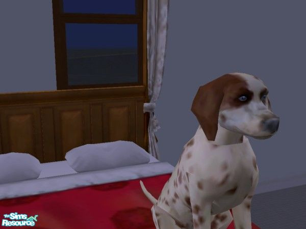 Sims 2 — Pete by hacc2258 — Fun loving loyal dog here that is looking for a home can you give him one.