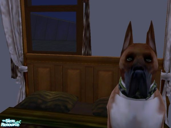 Sims 2 — Dean by hacc2258 — This dog loves to play and have his belly rubbed,take him home today. Enjoy