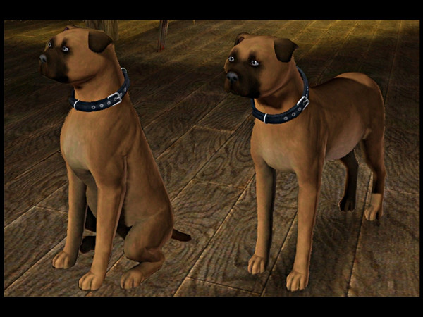 Sims 3 — Pit Bull by Princezz89 — Pit Bull by Princezz