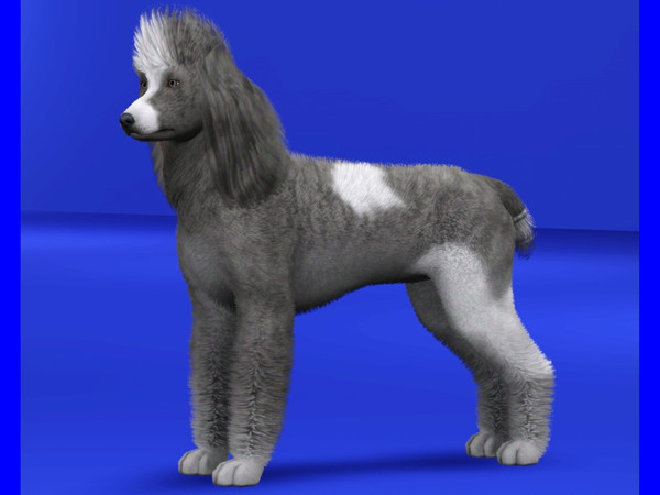 Sims 3 — Standard Poodle by LizardDaughter — Parti Colored Standard Poodle