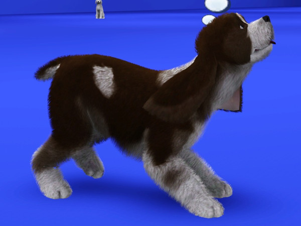 Sims 3 — American Cocker Spaniel by LizardDaughter — American Cocker Spaniel