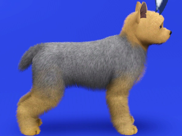 Sims 3 — Yorkshire Terrier by LizardDaughter — Yorkshire Terrier 