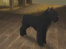 Sims 3 — Black Bouvier des Flandres by Mayet514 by mayet514 — Bouvier des Flandres are Belgian herding dogs but are also