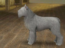 Sims 3 — Gray Bouvier des Flandres by Mayet514 by mayet514 — Bouvier des Flandres are Belgian herding dogs but are also