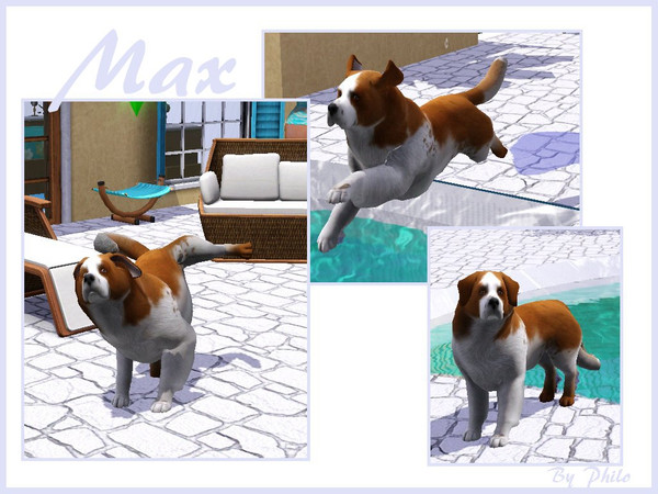 Sims 3 — Max by philo — Max is a little Saint-Bernard, do you have a home for him ?