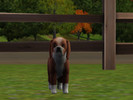 Sims 3 — Icicle by Ben72006 — She is every simliar to our new pup. She is our new pup and she is friendly, Playful and