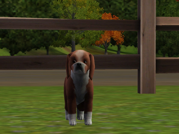Sims 3 — Icicle by Ben72006 — She is every simliar to our new pup. She is our new pup and she is friendly, Playful and