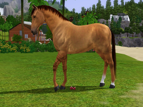 Sims 3 — Star by Tazm1n2 — Created for JackielaStars. A Red Dun coat colour. Please recommend if you download. By Tazm1n