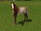 Sims 3 — Sweet  by Tazm1n2 — Created for a fellow simmer by request, from a real horse as inspiration. Sims 3,