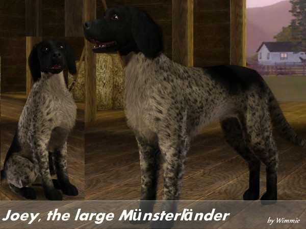 Sims 3 — Joey by Wimmie — Hi, this is Joey. He's a large Muensterlaender, a gun dog breed from Germany. Thank you for
