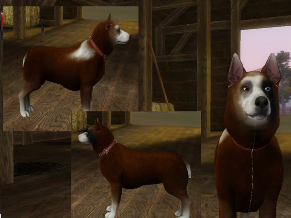 Sims 3 — Max by Charizza_2 — This is Max, a male adult dog. In my game Max is a son of Muffin, an other dog I published