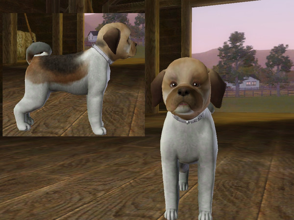 Sims 3 — Muffin by Charizza_2 — This is Muffin, a small female dog. 