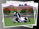 Sims 3 — Splash A Lot by luckylakelady111 — Splash A Lot is a lovely black and white paint stallion with very unique