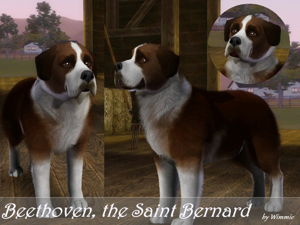 Sims 3 — Beethoven by Wimmie — Hi, this is my dog Beethoven. He's a Saint Bernard. I hope you'll enjoy him. The EP Pets