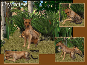 Sims 2 — Thylacine by laivine_erunyauve — It is said that somewhere deep in the Tasmanian wilderness the Thylacine still