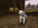 Sims 3 — Sniffer by MastaYoda2 — An adult,cute little dog.He is playful,adventurous and friendly and loves to play with
