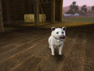 Sims 3 — Saya by MastaYoda2 — An adult playful,friendly and neat dog.She loves to play with her best friend Sniffer. No
