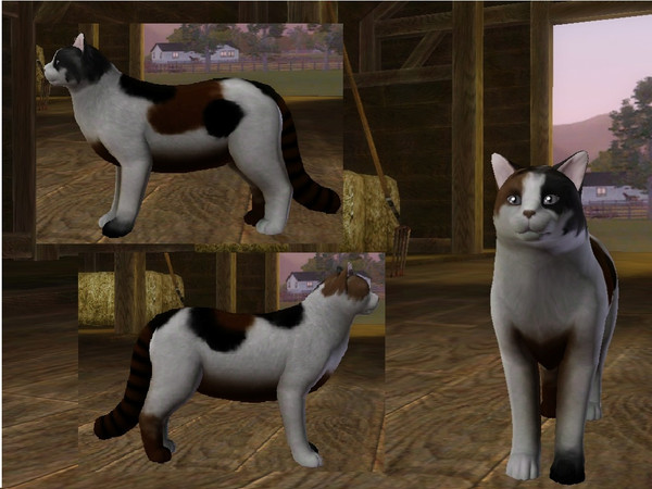 Sims 3 — Egon by Charizza_2 — This is Egon, a male adult cat.