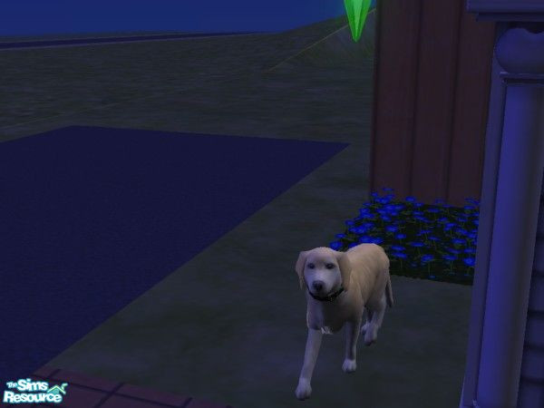 Sims 2 — Rich by hacc2258 — Fsmily Dog here that loves to play and is gentle with toddlers, and is very loyal to his