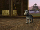 Sims 3 — Ella The Mini Schnauzer Puppy by ms832 — I have Showtime, Generations, and Pets and you MUST have Pets and the