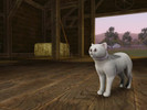 Sims 3 — Lia The Cat by ms832 — Lia is a very quiet, shy, and very sleepy cat. She loves to sit and play with a ball of