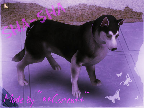 Sims 3 — Sha-sha by Corien3 — This is Sha-sha the husky dog.She is very loyal to her owners and she love to play ,so be