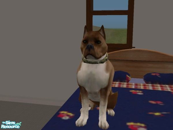 Sims 2 — Butch by hacc2258 — This dog loves chew toys so please buy him one , he is also a great pet who loves Sims well