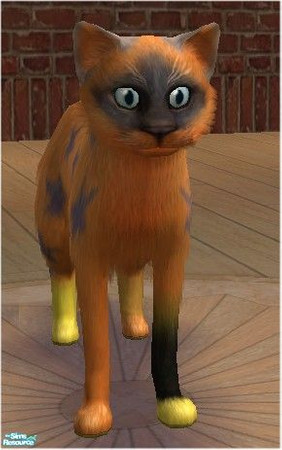 Sims 2 — Sunshine Star by melinorn — Named for the coloring and markings. Has a cute face and well mannered personality.